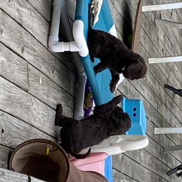 Portuguese Water Dog Puppies from Bayswater Portuguese Water Dogs