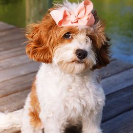 Portia - Cavapoo