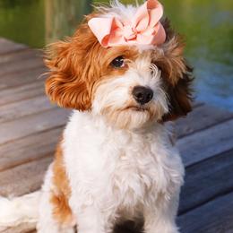 Portia - Cavapoo