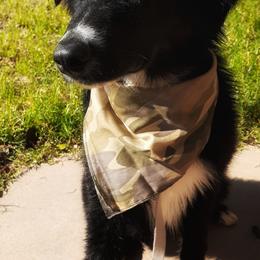 Australian Shepherd Puppies from Raymond Madrigal