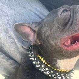 Sage - French Bulldog