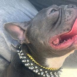 Sage - French Bulldog