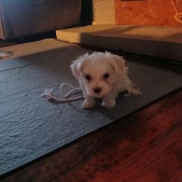 Lucy - White female Maltese puppy in Walker County, Georgia from Heltons Little Gems