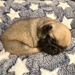Luna (pink) - Fawn female Pug puppy in Hereford, Arizona from Broken Road Ranch Pugs