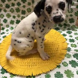 Joe Jonas - White and black male Dalmatian puppy in Fort Cavasos, Texas from Mainstreet Dalmation