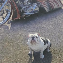 Nova - Bulldog