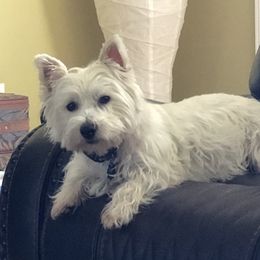 Mazie - West Highland White Terrier