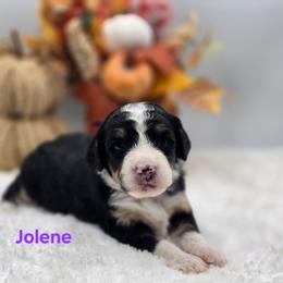 Jolene - Tri-color female Bernedoodle puppy in Summerville, South Carolina from Channys Doodles