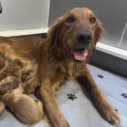 Girl1 - Dark golden female Golden Retriever puppy in Albemarle, North Carolina from Companion Goldens of the Carolinas