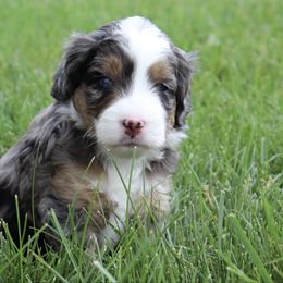 Weedle - male Australian Mountain Doodle puppy in Decatur, Illinois from Signature Doodles