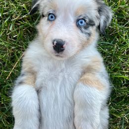 Australian Shepherd Puppies from Pilcher Farms