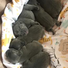 French Bulldog Puppies from Crooked C Ranch