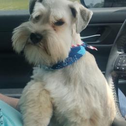 Chester - Miniature Schnauzer
