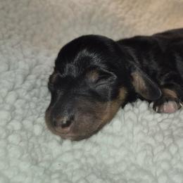 Peep AKC Black and tan mini dachshund, carries piebald and dilute. Pet price ( On hold while thriving) - Black and tan female Dachshund puppy in Las Cruces, New Mexico from The Dachshund Den