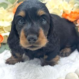 Flyer - Black and tan male Dachshund puppy in Exeter, California from Sawtooth Miniature Dachshunds
