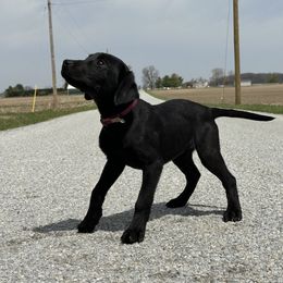 Freddy - Black Labrador Retriever puppy in Alger, Ohio from Osborne Family Retrievers