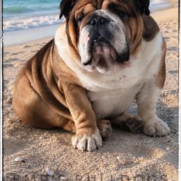 Bulldog puppies from EMR’s Bulldogs