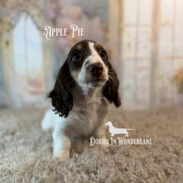 Apple Pie - Chocolate and tan male Dachshund puppy in Rainier, Oregon from Doxies in Wonderland
