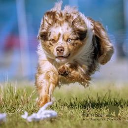 Miniature American Shepherd puppies from Butterfield Trail Farm