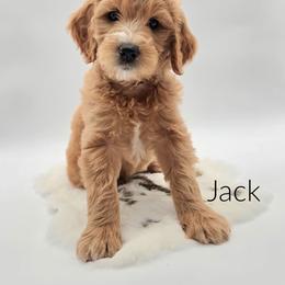 Jack - Red  male Goldendoodle puppy in Wooster, Ohio from Cynology Doodles