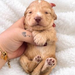 Marshmallow - Cream male Dachshund puppy in Maidsville, West Virginia from L&B Lowriders