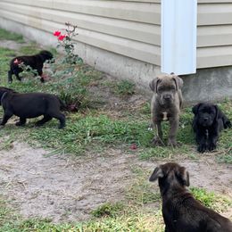Cane Corso Puppies from Caneolina Corso Kennel