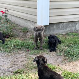 Cane Corso Puppies from Caneolina Corso Kennel