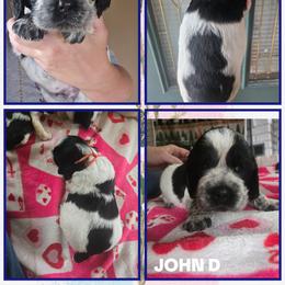 John Daily - Black and white male English Springer Spaniel puppy in Saginaw, Michigan from Kemerer Springers