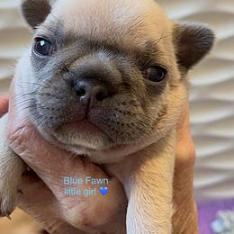 French Bulldog Puppies from Blue Ribbon French Bulldogs