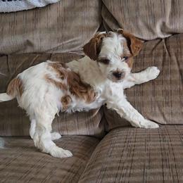 Onyx - Blenheim male Cavapoo puppy in Blackfoot, Idaho from Rocky Desert Goldens and Cavaliers