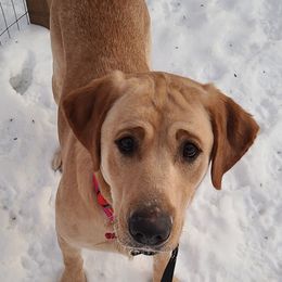 Labrador Retrievers from Moonshadow Labradors