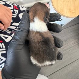 Tri-Color - Tri-colored male Pomeranian puppy in Cheektowaga, New York from Luxe Legacy Pomeranians