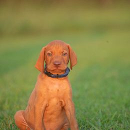 German Shorthaired Pointer and Vizsla Puppies from Nosam Kennels