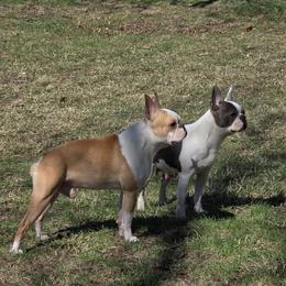 Boston Terrier puppies from Quinn's Kennels