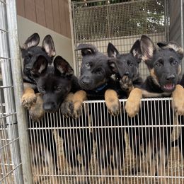 Dachshund and German Shepherd Puppies from Zwinger vom Donau-Ries