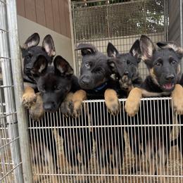 Dachshund and German Shepherd Puppies from Zwinger vom Donau-Ries