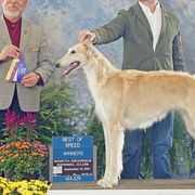 Borzois and Silken Windhounds from Avalon
