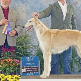 Borzois and Silken Windhounds from Avalon