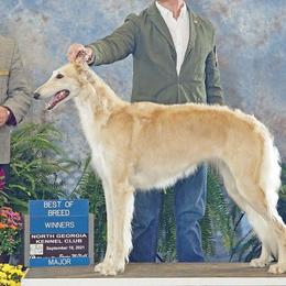 Borzois and Silken Windhounds from Avalon