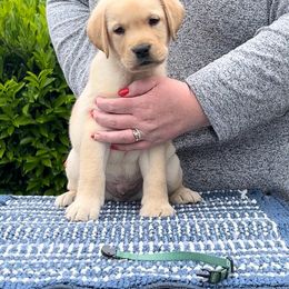 Daniel Tiger (Green collar) - Yellow Labrador Retriever puppy in Eugene, Oregon from LakeHouse Labrador Retriever LLC