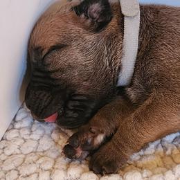Grey - Brown male Boerboel puppy in Shawnee, Oklahoma from TXT Boerboels