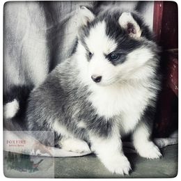 Pomsky Puppies from Foxfire Arctic Spitz