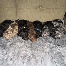 Assorted Doodle Crosses puppies from Blessed B Farm & Doodles
