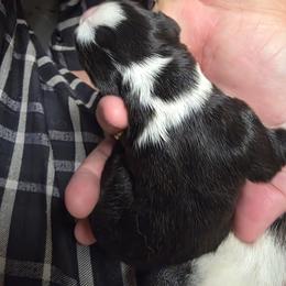 Weston - White and black male Pembroke Welsh Corgi puppy in Atascadero, California from California Corgis and Kunes