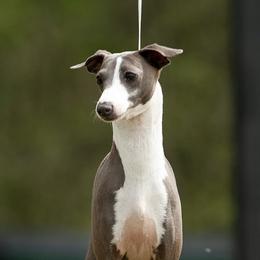 Anastasia - Italian Greyhound