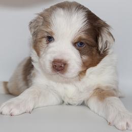 Comet - Red merle male Miniature Australian Shepherd puppy in Brooker, Florida from Triple Branch Aussies