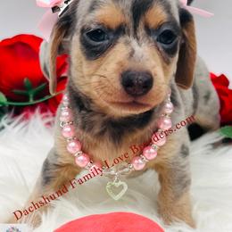 Chihuahua, Companion Cross, and Dachshund Puppies from Dachshund Family Love Breeders