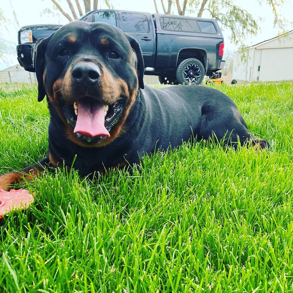 Mack Daddy Rottweilers in Washington | Rottweiler puppies | Good Dog