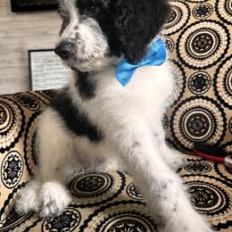 Bernedoodle, Cockapoo, and Goldendoodle Puppies from Avery Doodle Day LLC