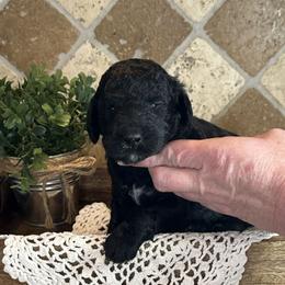 Theo - Black male Bernedoodle puppy in Bells, North Carolina from Neighborhood Poodles & Doodles
